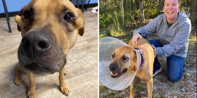 Rescue Dogs Dream, a Florida-based animal rescue, helped find care for Lena and find her a new family.