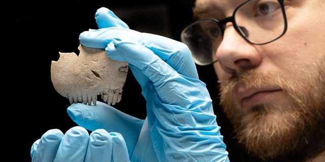 Researcher holds up the ancient comb found in Cambridge, England. The comb is made from part of a human skull, researchers say.