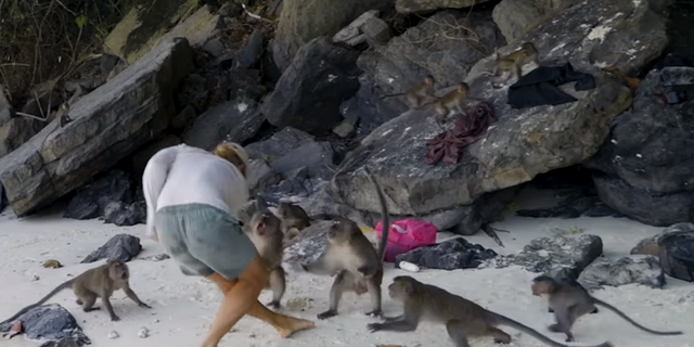 MIRA: Papá pelea con monos agresivos en Tailandia después de que se escabullen en las camas 5 Riley Whitlum trató de ahuyentar a los monos que corrían entre las pertenencias de su familia, quedándose con sus teléfonos, pasaportes y billeteras mientras nadaban.