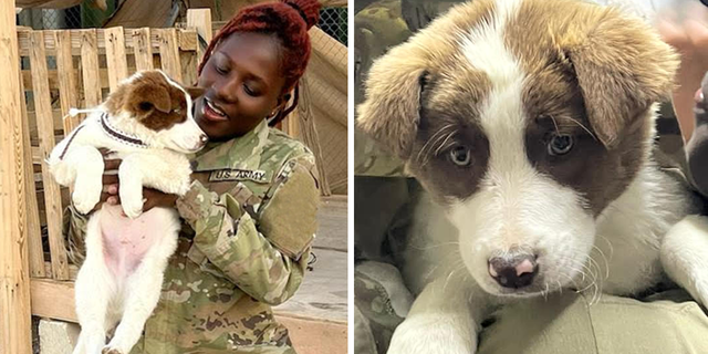 Wasim is a five-month-old Canaan mix. He's waiting to be brought back to his soldier in the U.S. Above left, Army specialist Fay holds Wakim.