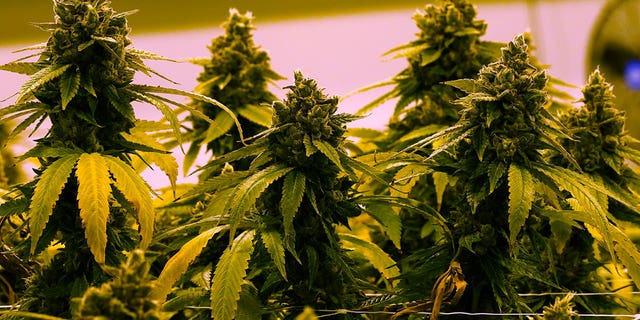 A cannabis plant close to harvest grows in a room in Richmond, Virginia, on June 17, 2021. A bill to legalize marijuana for medical purposes was approved by the North Carolina Senate Tuesday.