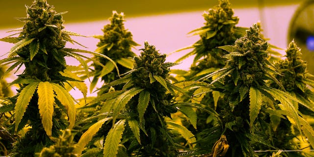 A cannabis plant close to harvest grows in a room in Richmond, Virginia, on June 17, 2021. A bill to legalize marijuana for medical purposes was approved by the North Carolina Senate Tuesday.