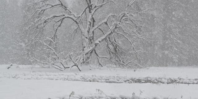 Snow blankets Yosemite National Park in California, United States on February 23, 2023, as winter storm alerted in California.