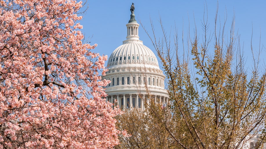 Cherry blossoms Washington DC spring