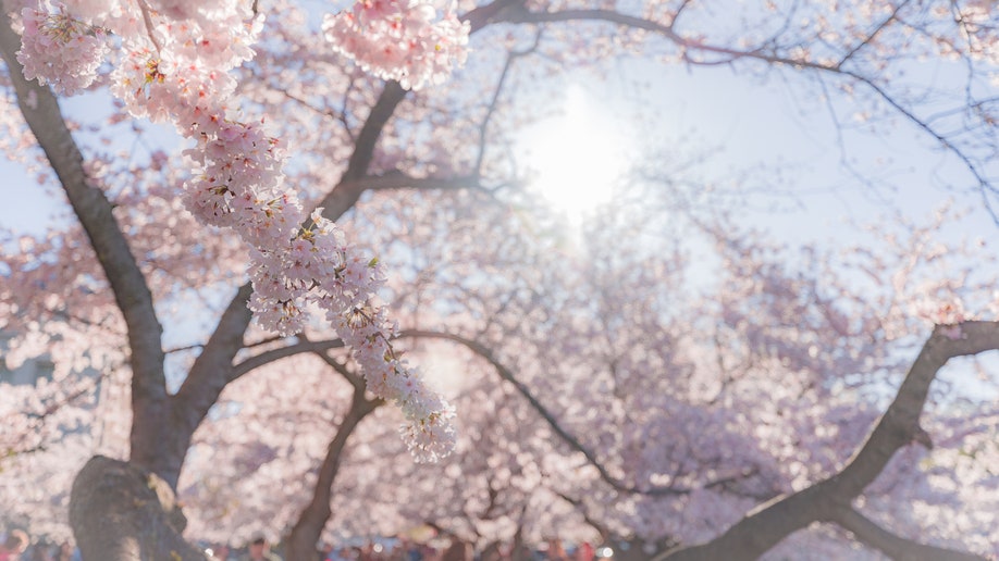 Cherry blossoms Washington DC 2023