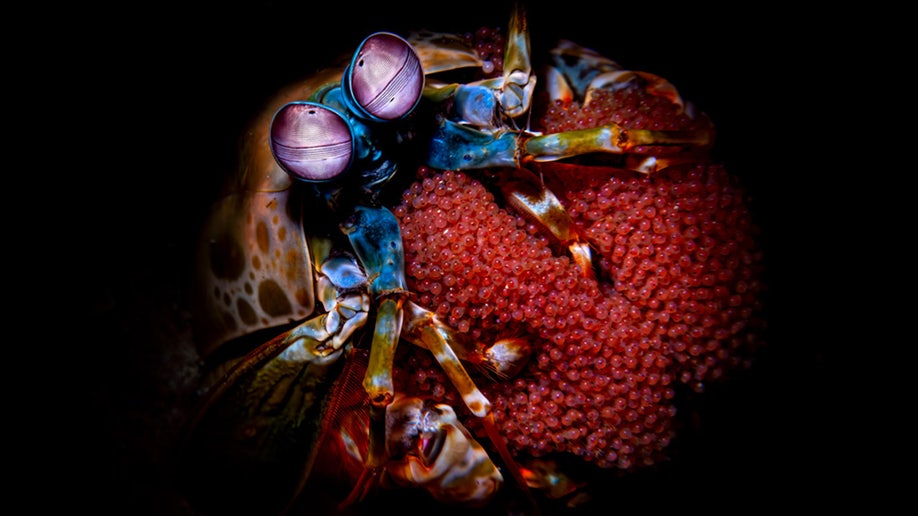 shrimp sony photos