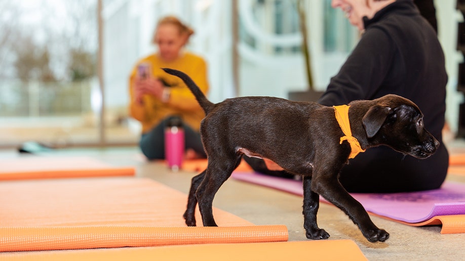 puppy yoga