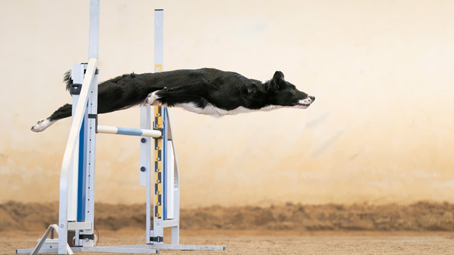 dog agility Sony World Photography Awards 2023