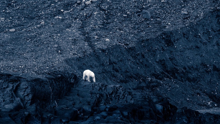 polar bear Sony World Photography Awards 2023