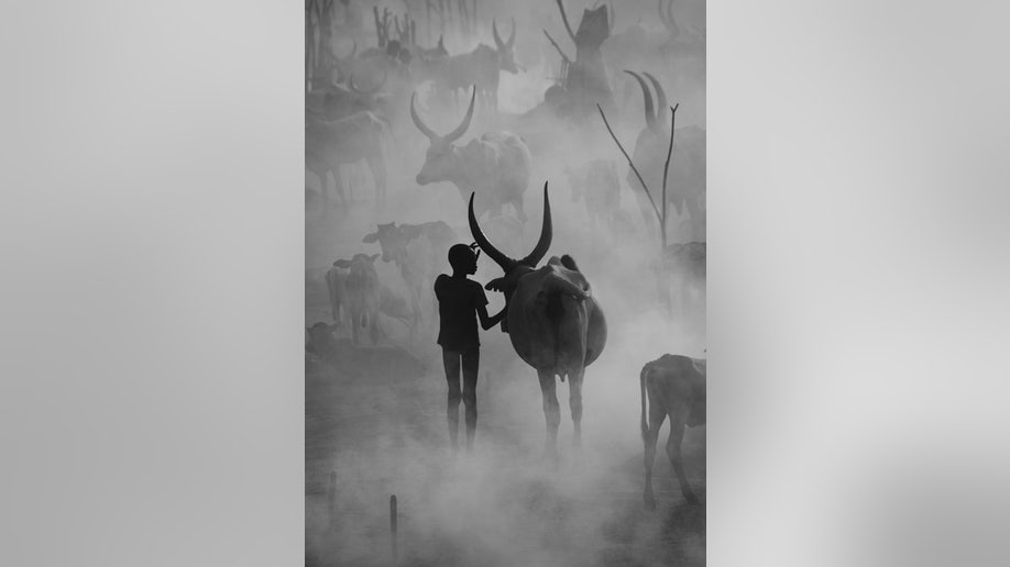 sudan cows Sony World Photography Awards 2023