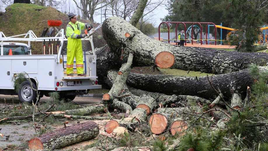 Sebastopol Public Works personnel work on removing a fallen pine tree