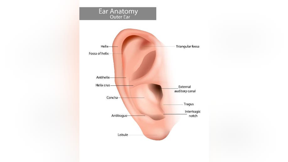 The anatomy of an outer ear