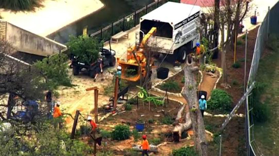 San Antonio Zoo tree fall one