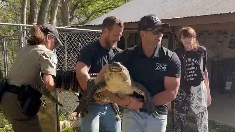 TX officials relocate gator