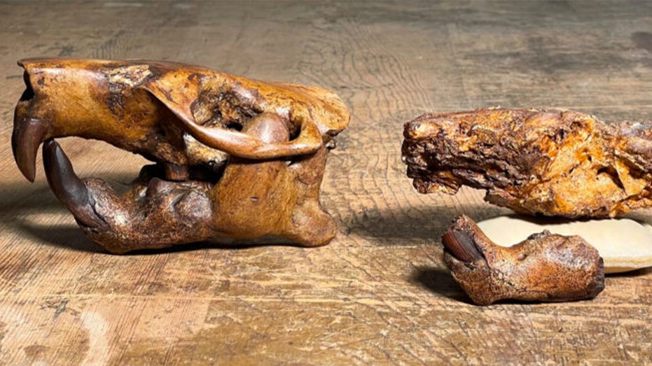 Texas scientists name newly discovered ancient beaver after Buc-ee’s, the state's wildly popular rest stop