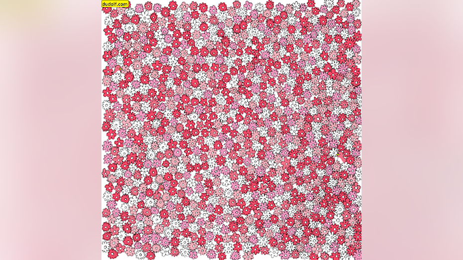 Brain teaser: Can you find 5 stars hidden in this flower field?