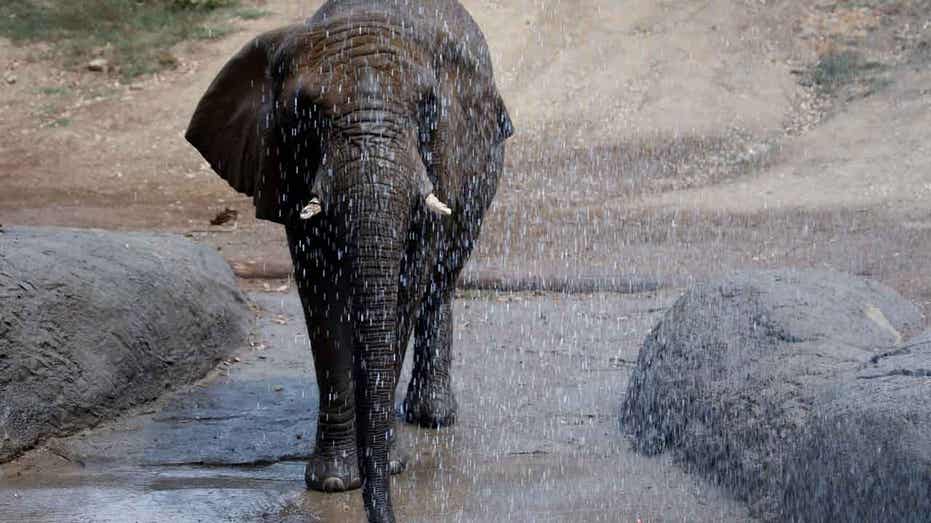 46-year-old Oakland Zoo elephant euthanized after battle with