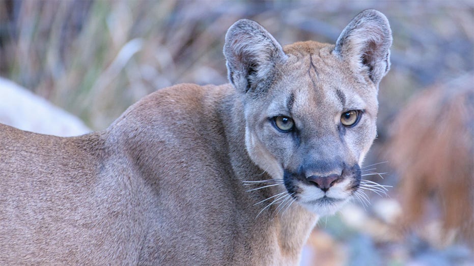 Mountain lion attack kills 21-year-old man, injures younger brother in California