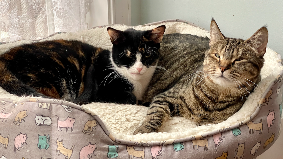 Two special kitties in Virginia need to be adopted together: ‘Their imperfections make them perfect’