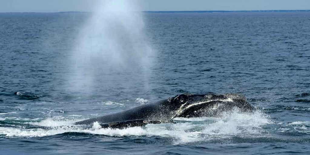 Endangered Species Act helped save Massachusetts' whale population - Vimarsana News