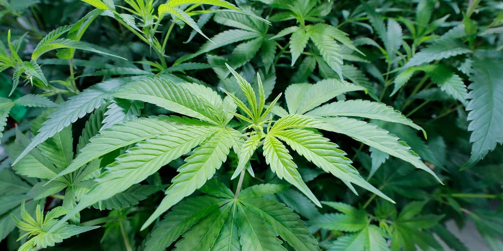 Alabama commission aims to start medical marijuana program in 2024 - Vimarsana News