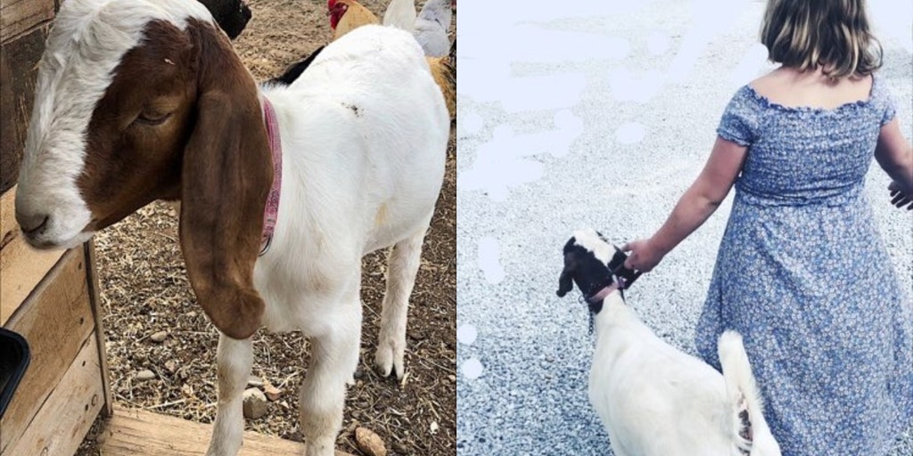 California mother sues cops after 'sham criminal pursuit' ends in slaughter of daughter's pet goat - Vimarsana News