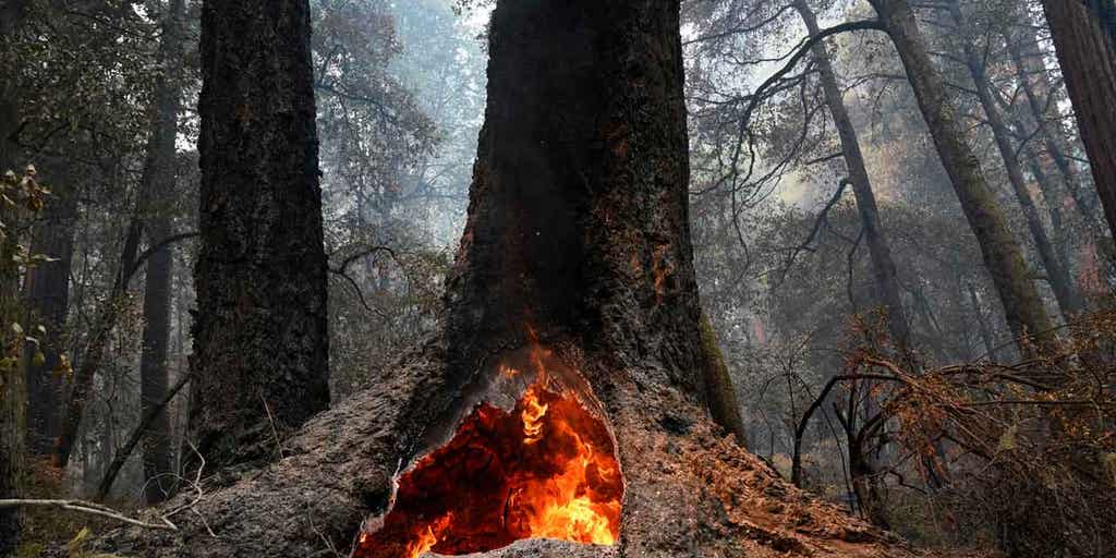 Biden administration expected to announce plan to protect forests from fire, other climate change side affects - Vimarsana News