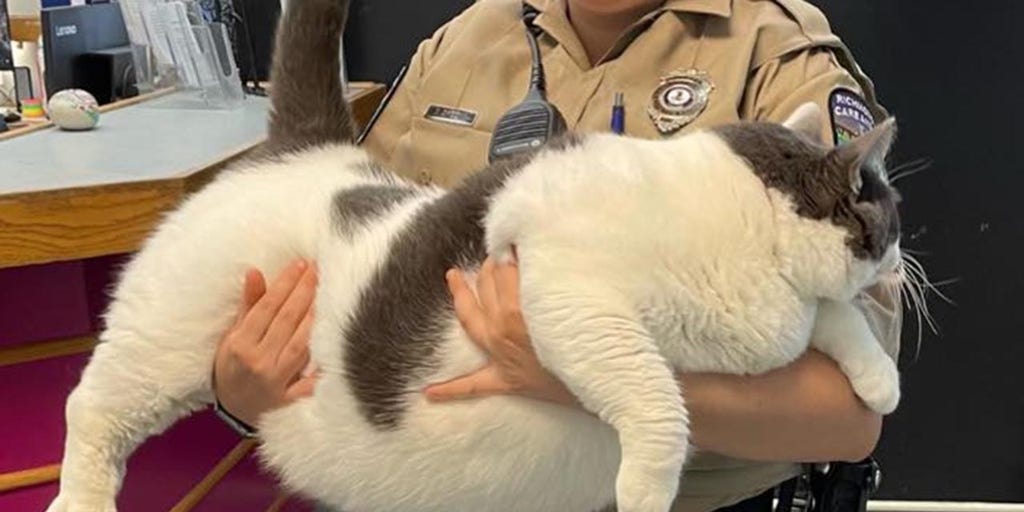 World's fattest 2025 cat guinness book