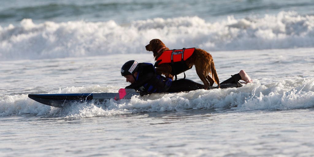 Ricochet, San Diego's surfing therapy dog, dies at 15 - Vimarsana News
