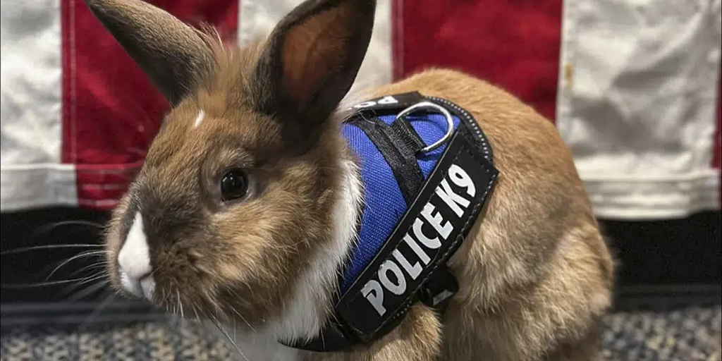 Just in time for Easter, a rabbit has been added to police force in one California city - Vimarsana News
