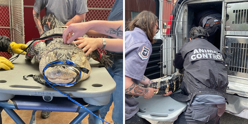 Huge alligator in Pennsylvania, measuring 8 feet, removed from residents' basement: 'Could hear him hissing' - Vimarsana News