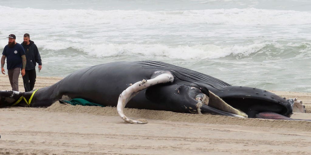 NJ Republicans eye wind turbine construction moratorium over whale death concerns - Vimarsana News
