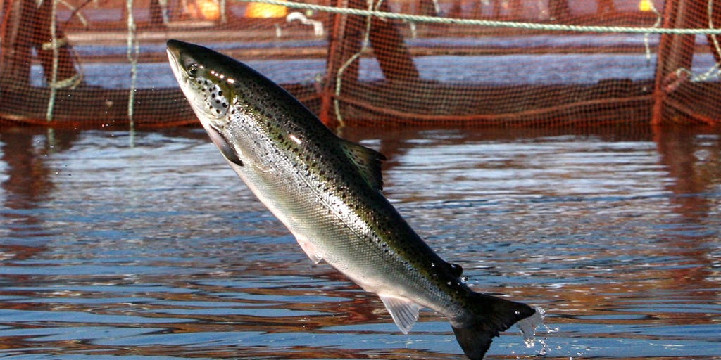 New Hampshire group proposes 1st offshore fish farming in the East Coast - Vimarsana News