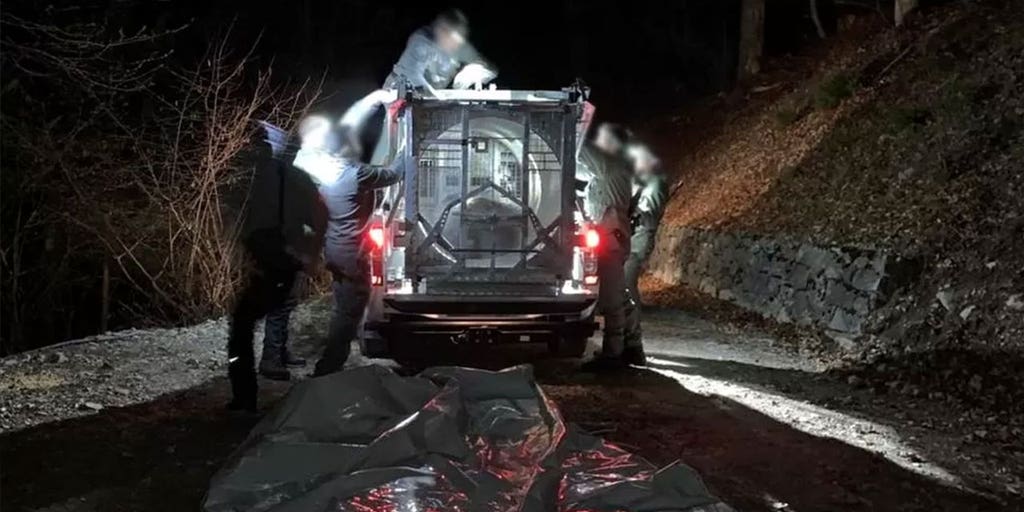 Killer bear captured in Italy, authorities to determine her fate - Vimarsana News