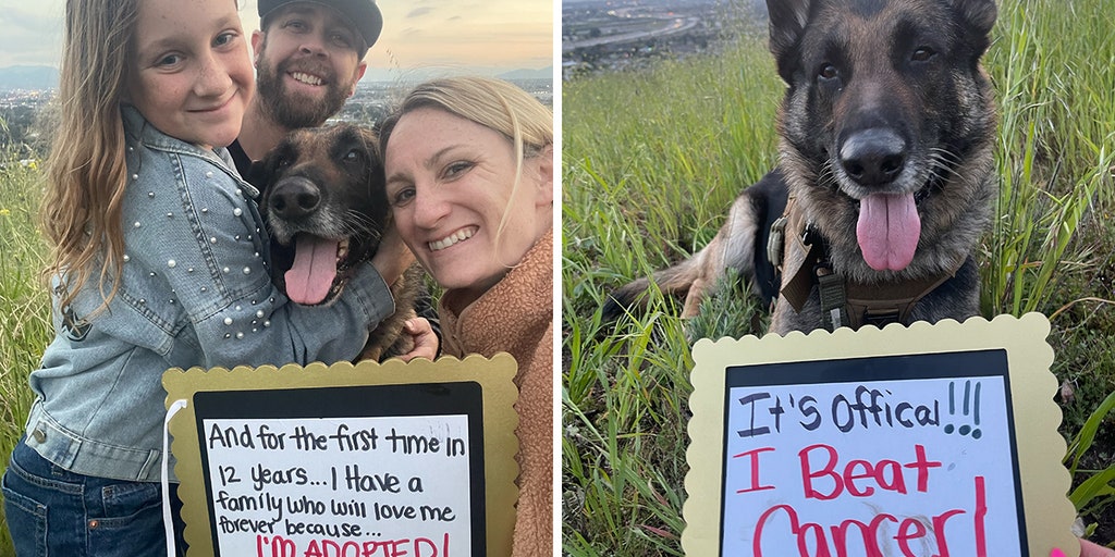 Senior dog in California on the verge of being euthanized is adopted, beats cancer - Vimarsana News