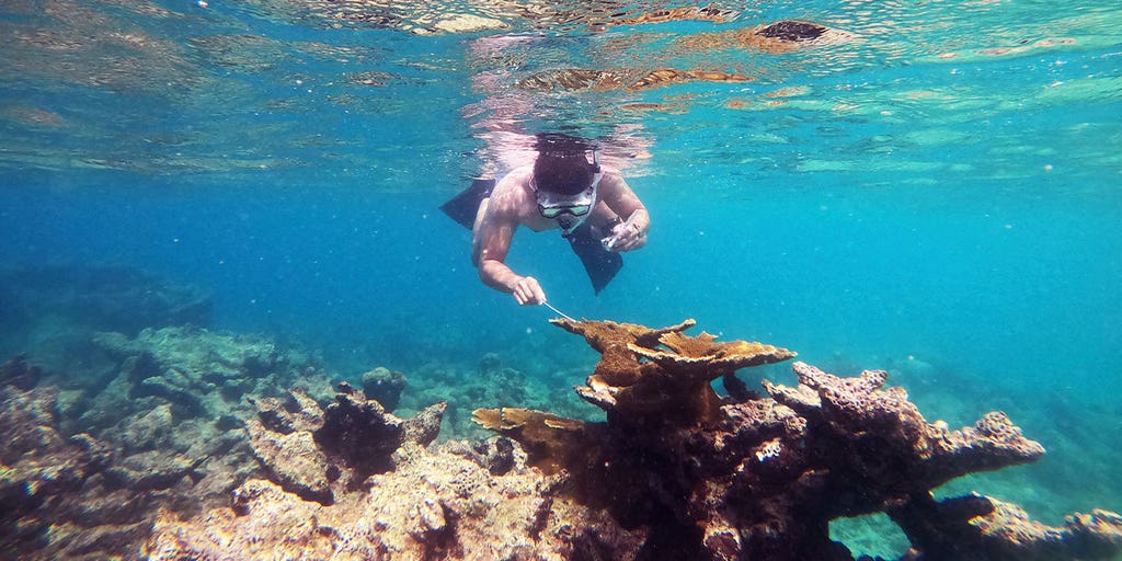 Scientists identify cause of Caribbean sea urchin die-off - Vimarsana News