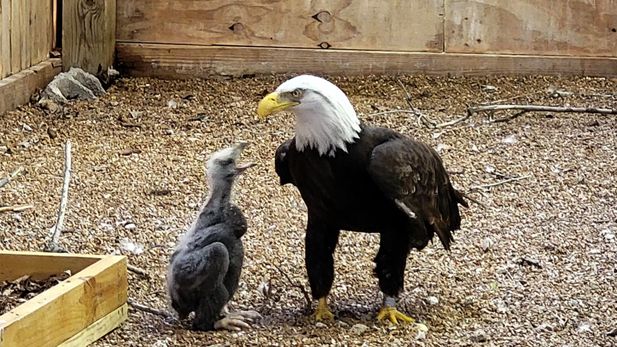 eagle and chick bond
