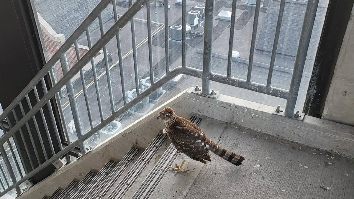 Cooper's hawk