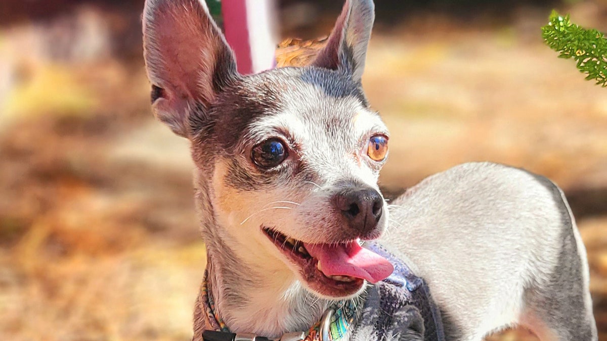 Silver merle clearance chihuahua