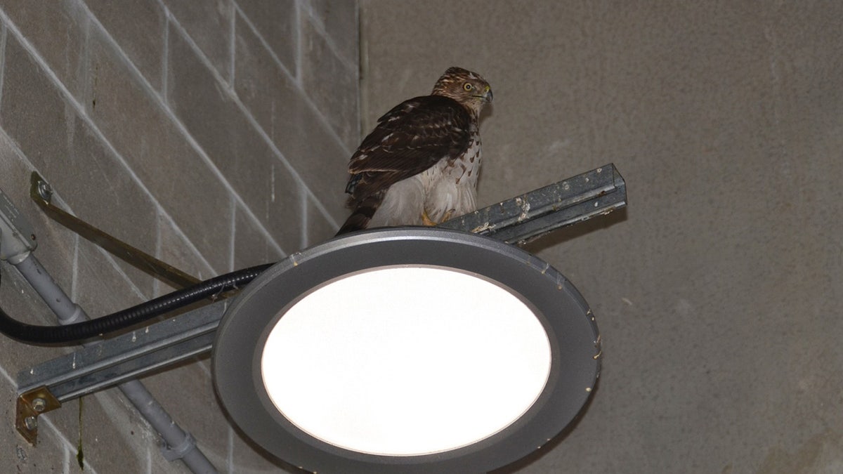 Cooper's hawk