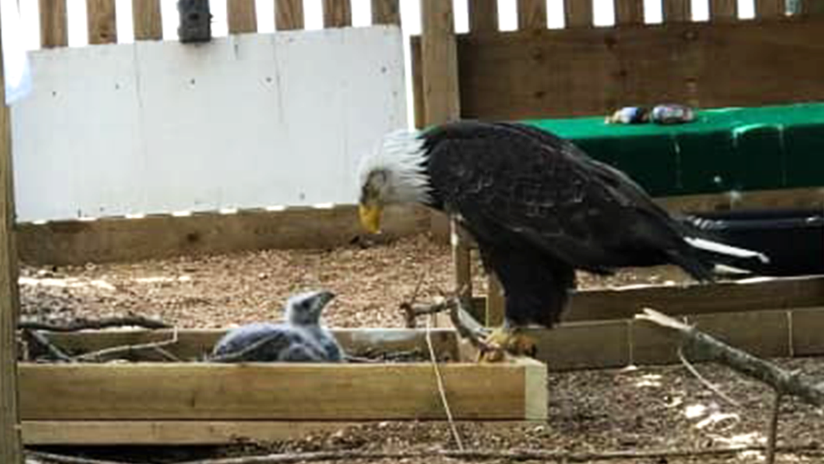 murphy and bald eagle chick