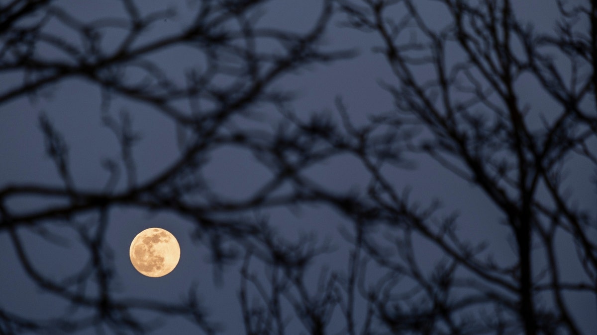 The full pink moon behind tree branches in Spain