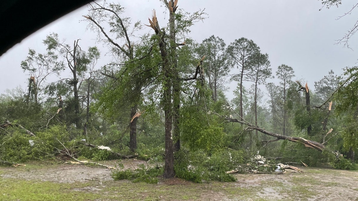 Trees damaged by a tornado