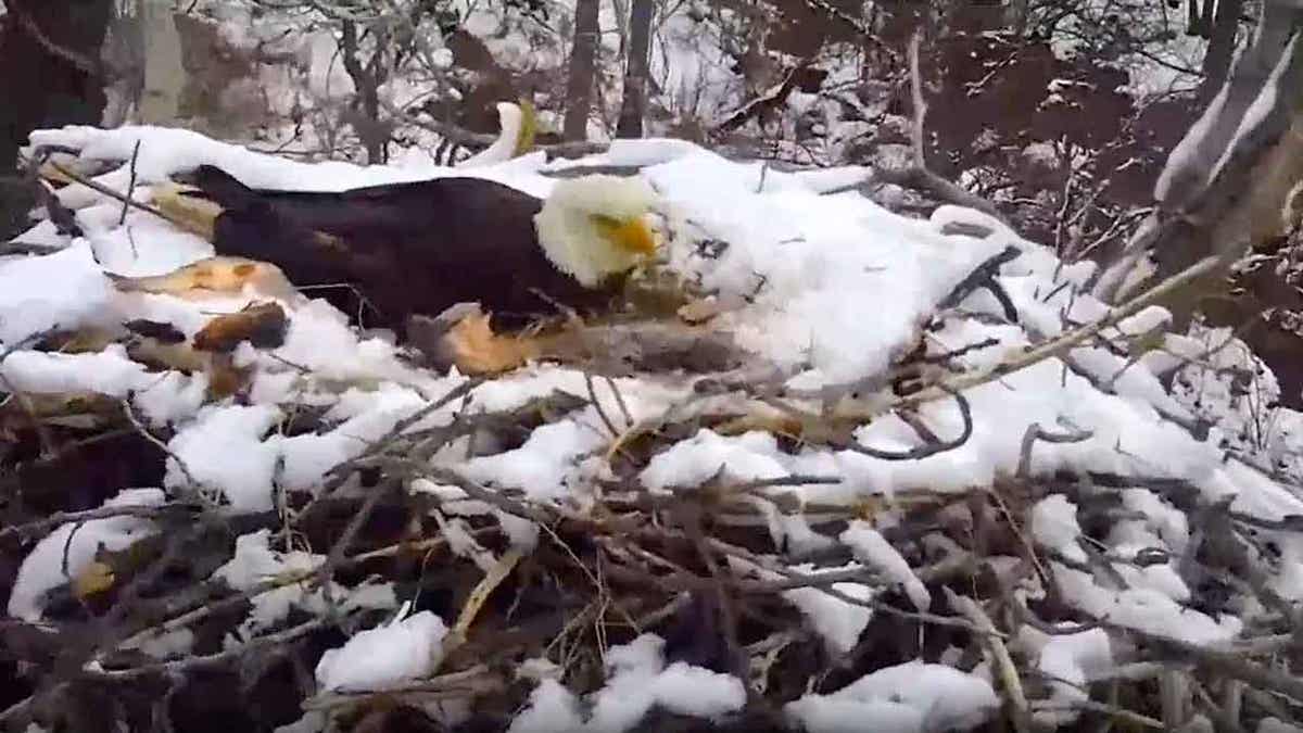 eagle in nest