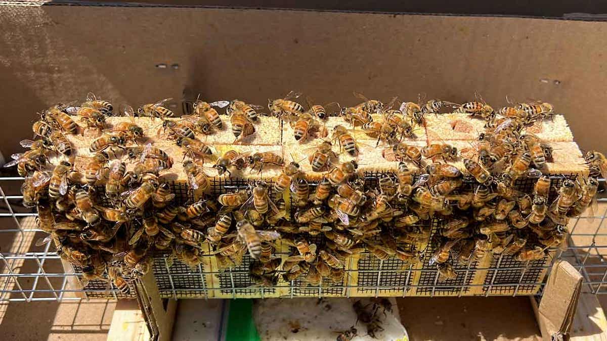 Bees being cared for