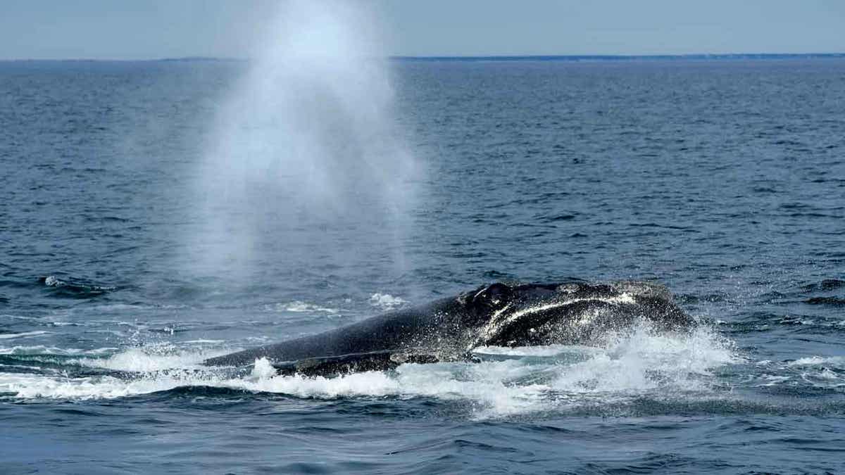 Whale in Cape Cod