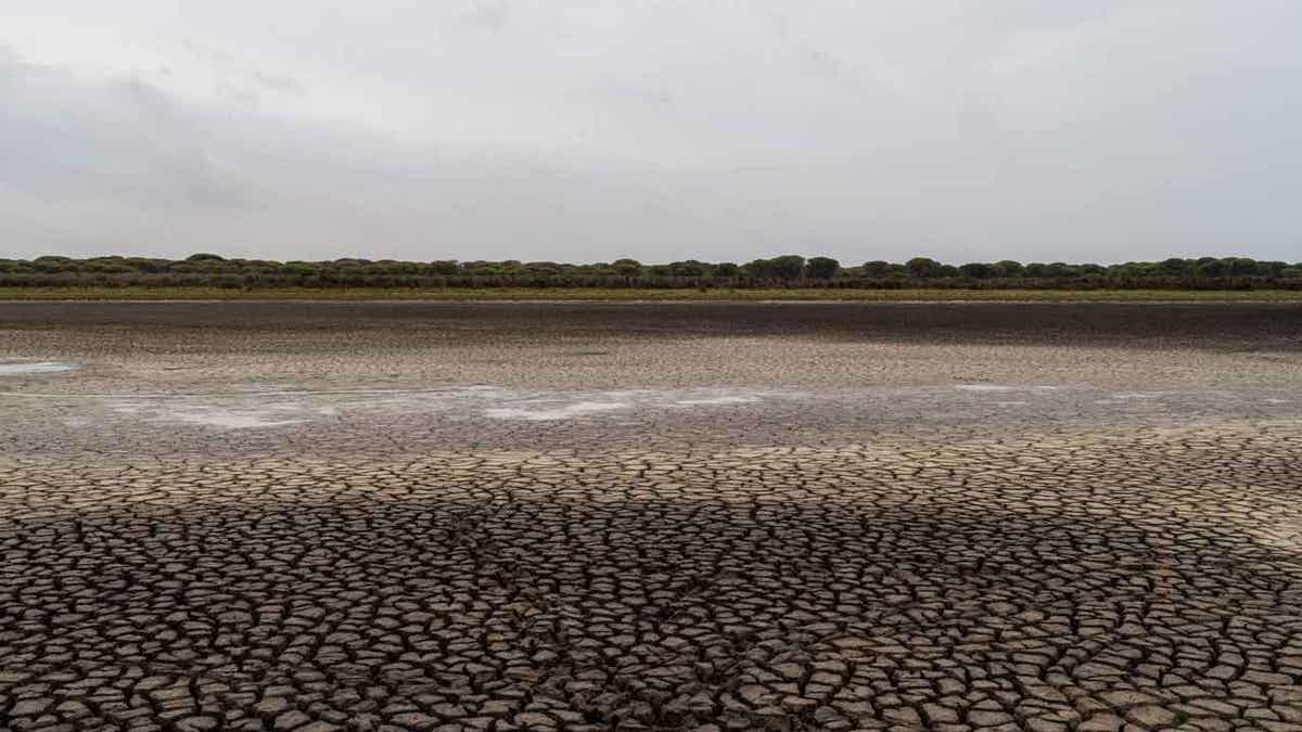 Wetland in Donana natural park