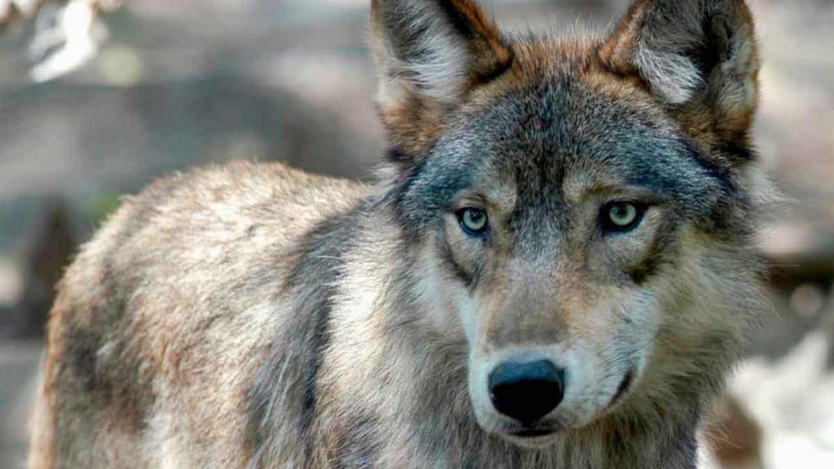 gray wolf