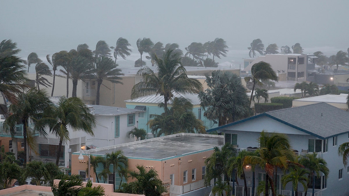 Palm trees in the wind