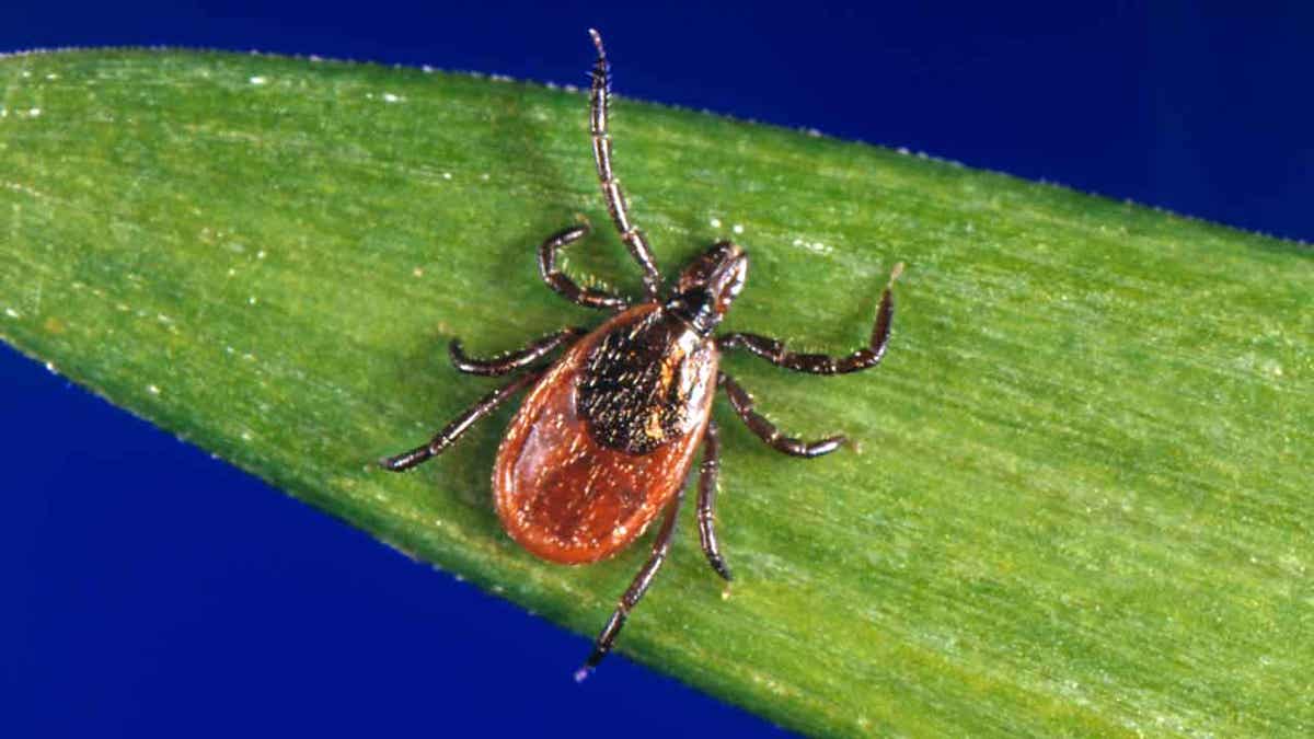 blacklegged tick